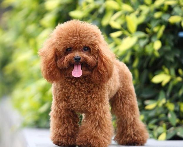 幼犬泰迪如何训练