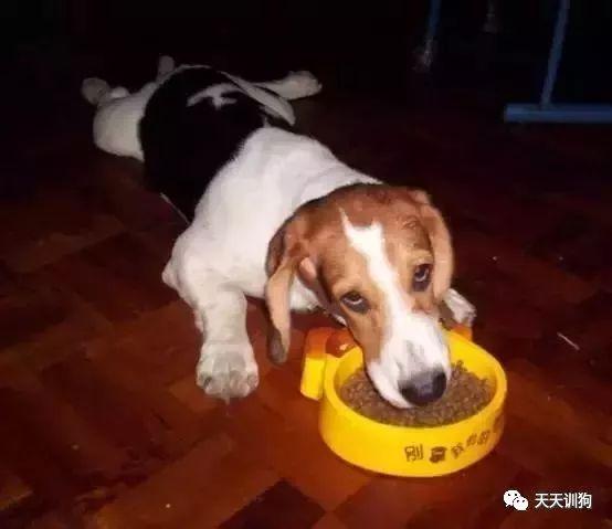 狗打嗝就有东西吐出来怎么办