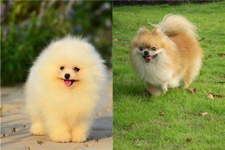 如何训练博美犬保持安静