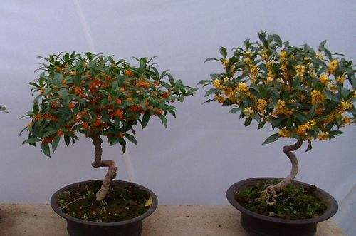 桂花种植注意事项