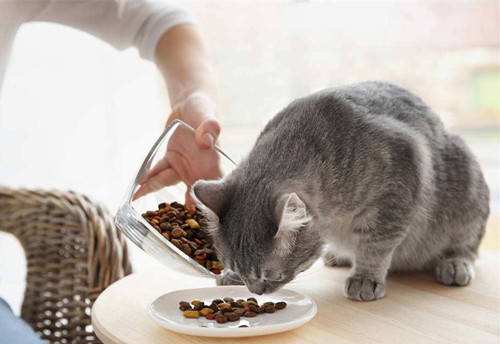 猫不吃东西的原因