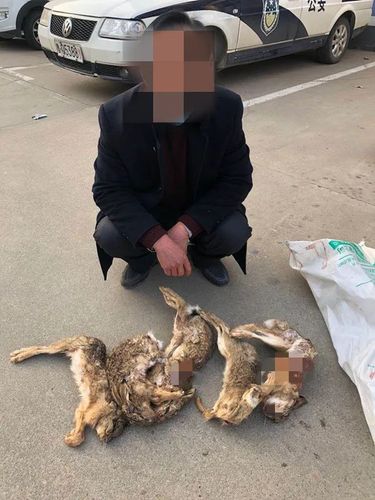 训练狗抓野鸡兔怎么训