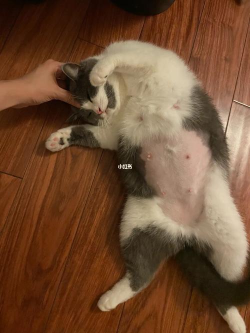 母猫胆子小怎样训练