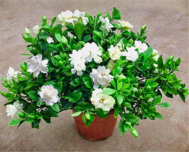 四季栀子花的养殖方法