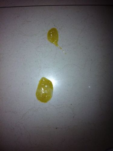 狗狗吐的很硬的东西是怎么回事呢