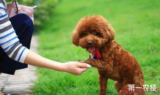 如何训练泰迪犬捡东西