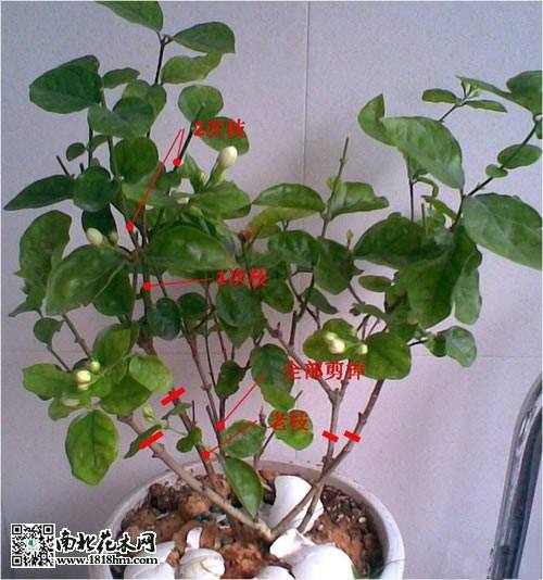 盆栽茉莉的养殖方法