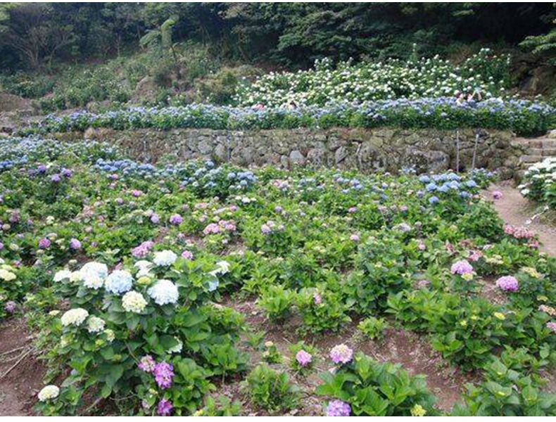 八仙花种植方法