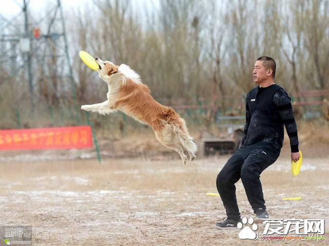 狗看守东西训法