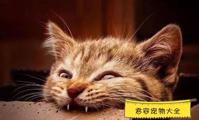 猫在家乱咬东西怎么办