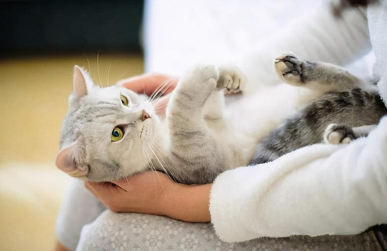 养宠物猫需要哪些东西