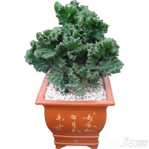 玉麒麟栽培技术