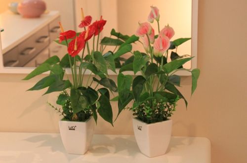 盆栽红掌花的养殖方法