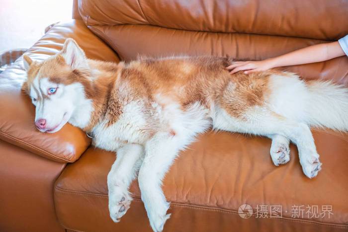 怎么训练狗狗躺下视频