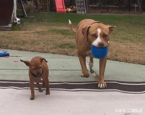 两只狗一起训练