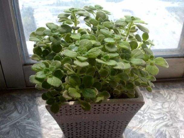 植物碰碰香的养殖方法