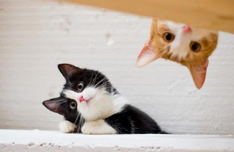 猫咪夏不爱吃东西