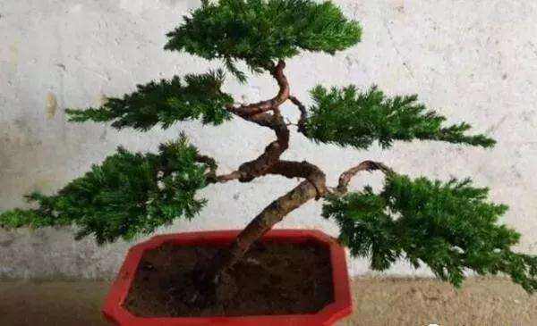 小罗汉松的养殖方法