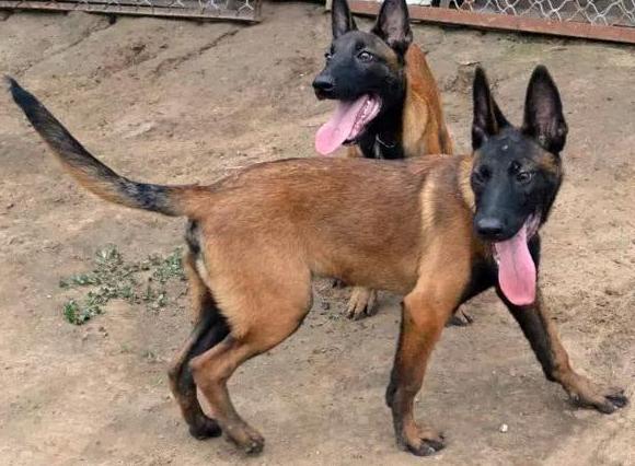 马犬训练方法