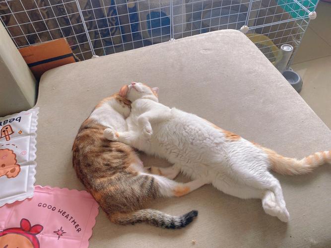 如何如何训练猫睡觉