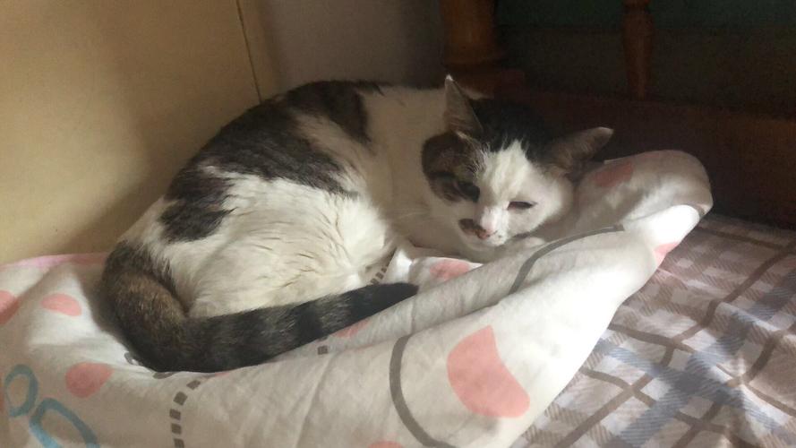 猫摔倒腿不吃东西怎么办