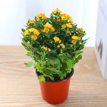 盆栽雏菊养殖方法