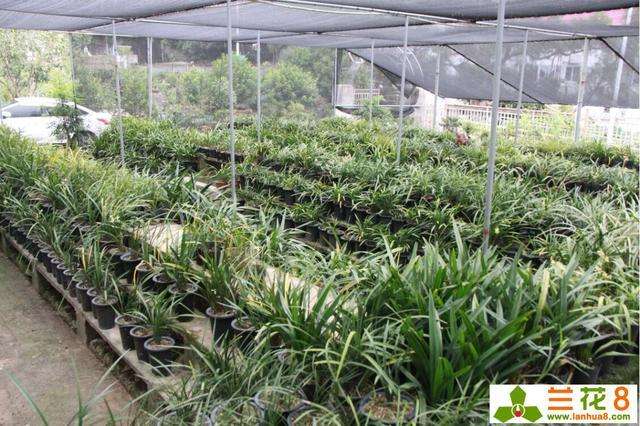 铁线兰花种植注意事项