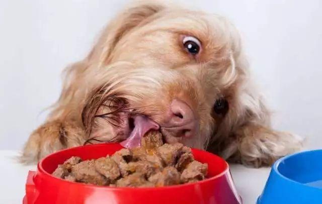 狗狗生病 不肯吃东西怎么办