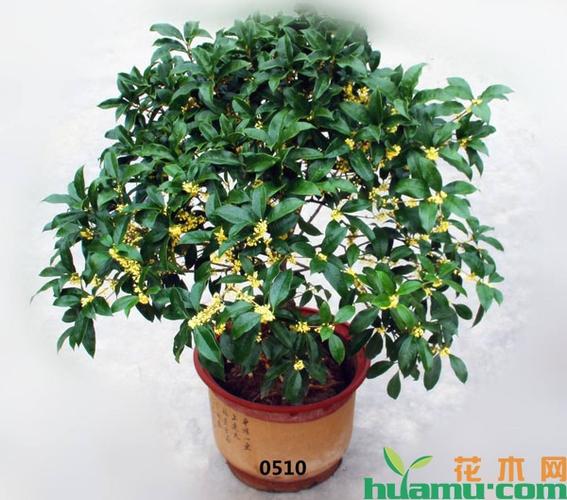 桂花盆景栽培与管理
