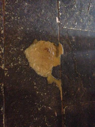 狗狗呕吐十天不吃东西