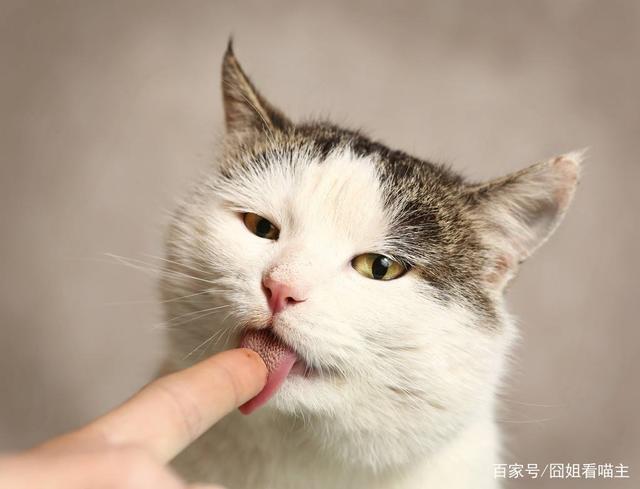 猫用身体蹭东西怎么办