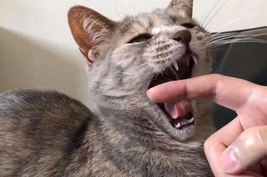 猫突然喜欢咬东西怎么办