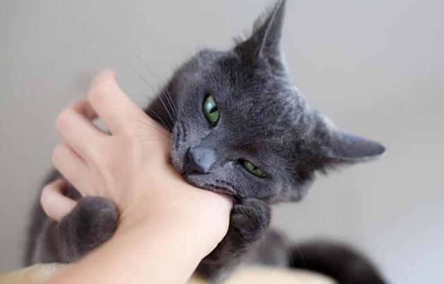小猫总咬东西