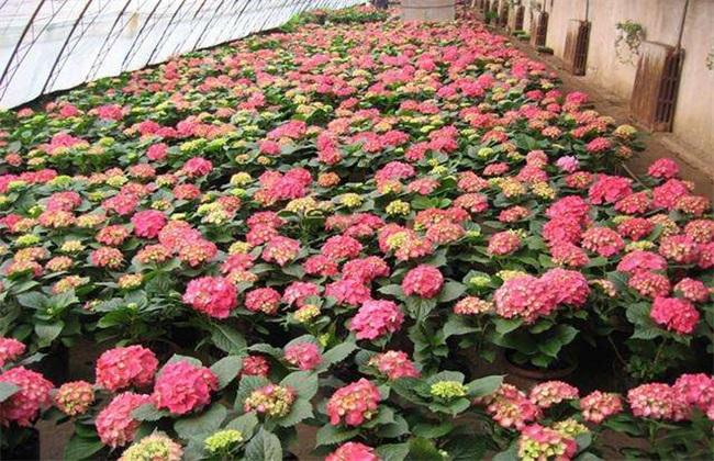 八仙花栽培