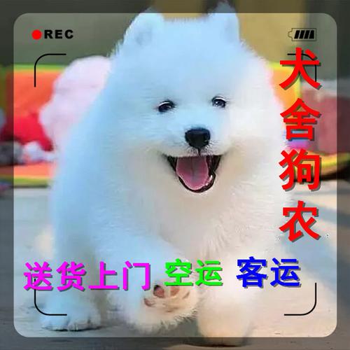 怎么训练萨摩狗拉