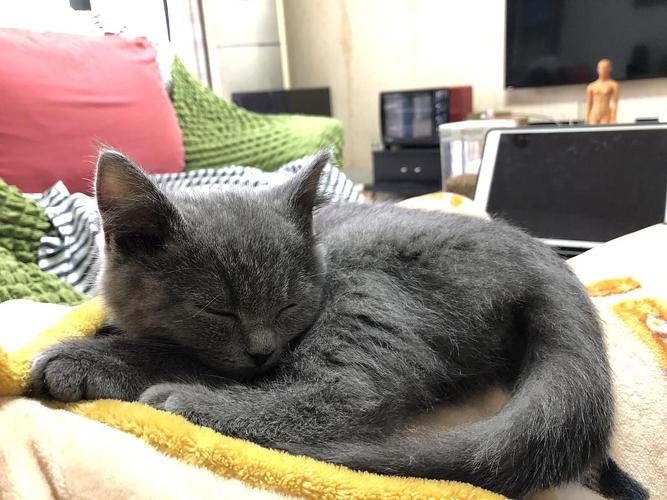 蓝猫吃了东西就吐了怎么办