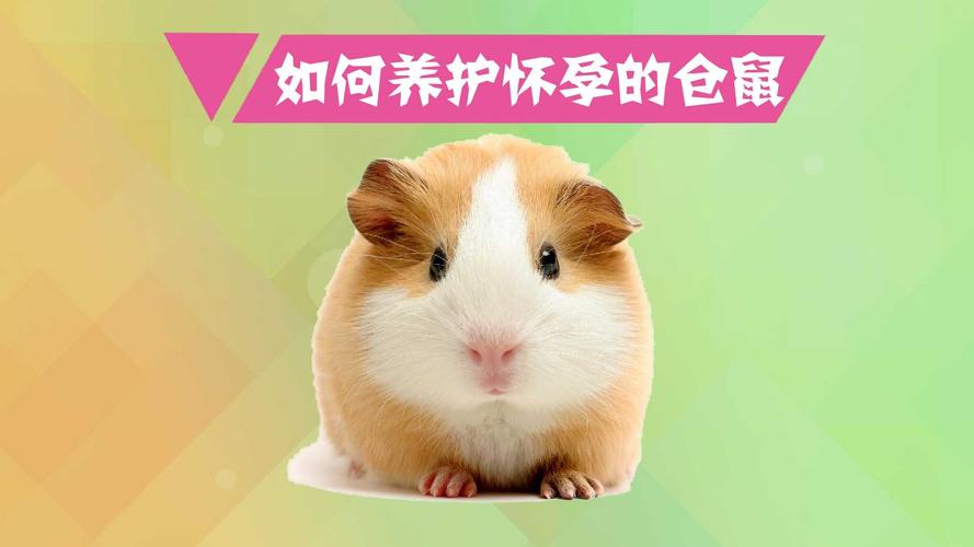 夏天仓鼠怀孕准备什么东西