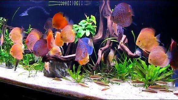 新缸养水需要注意什么东西
