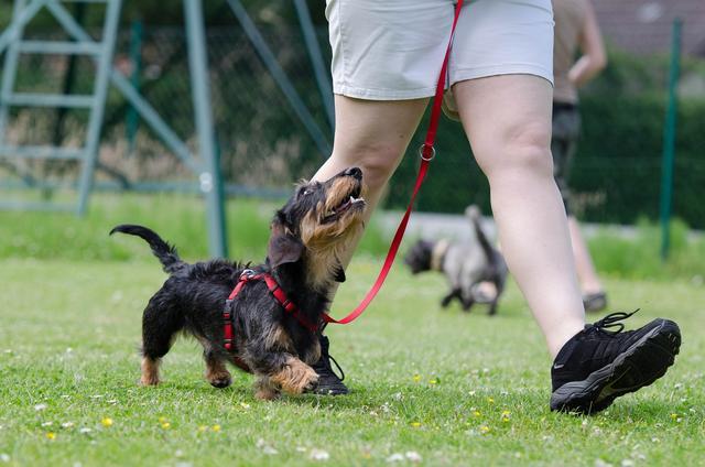 训练幼犬不叫