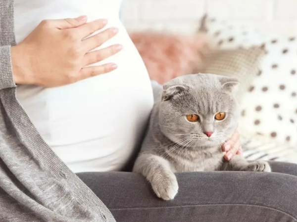 猫怀孕要注意什么东西不能吃什么东西