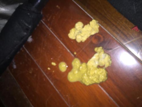 猫咪一直呕吐黄水不吃东西