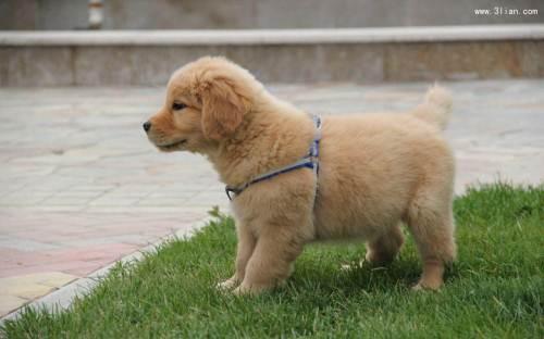 全毛犬3个月怎么训练