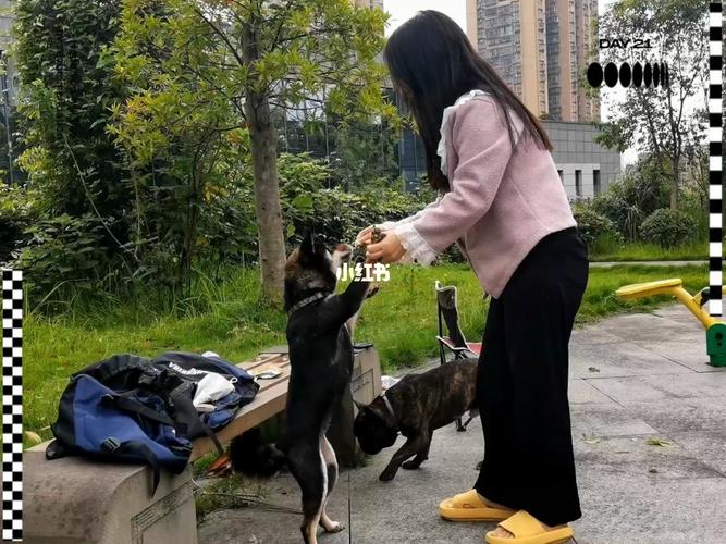怎么教狗站着拿东西