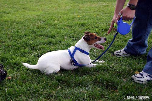 宠物犬训练奖励方式
