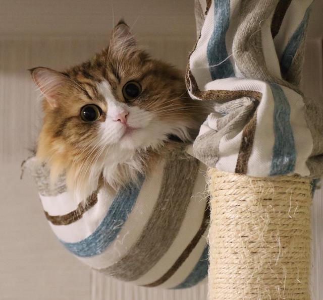 小猫抓狂咬东西
