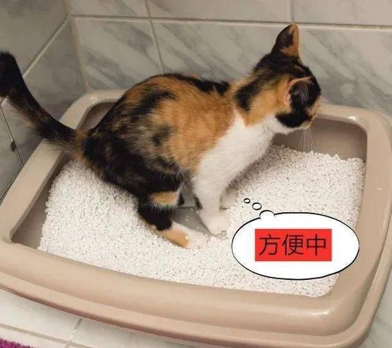 猫训练大小便