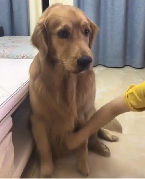 金毛太调皮没法训练