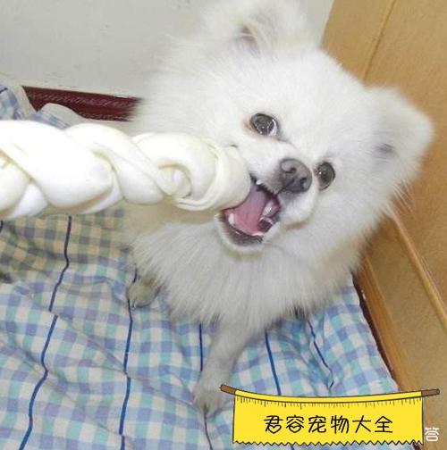 小博美咬人怎么训练