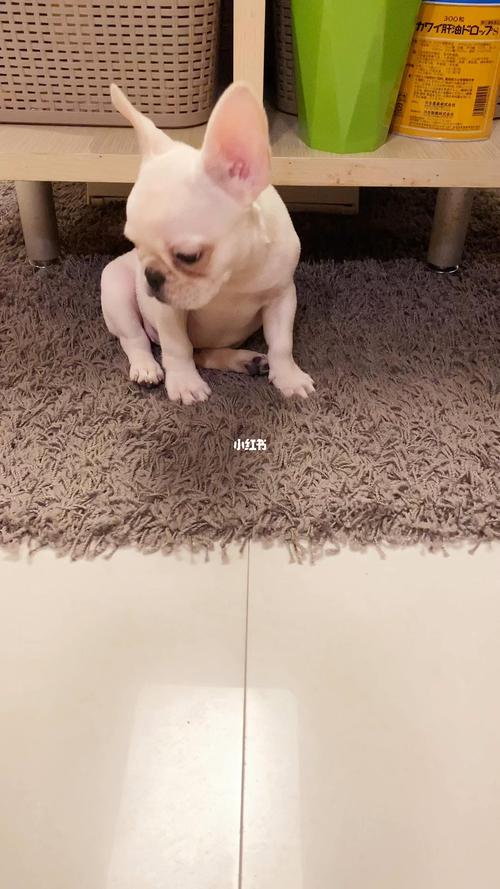 法斗怎么训练趴下