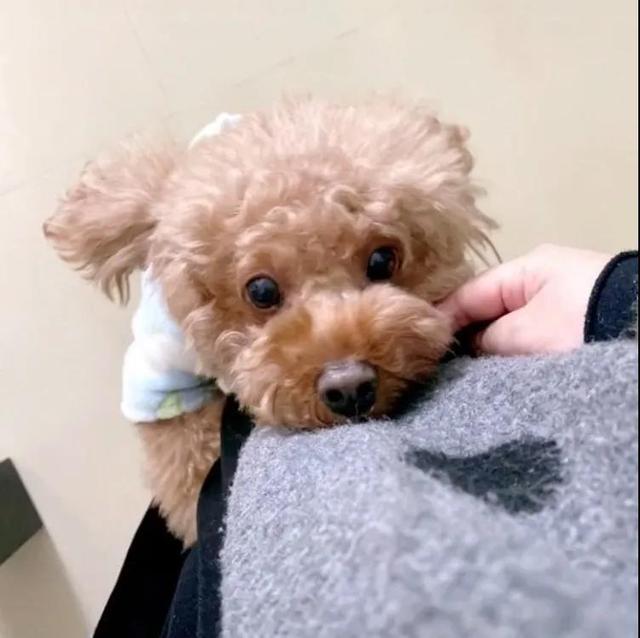 泰迪日东西的图片大全